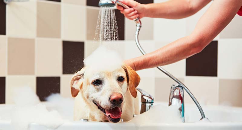 Dog Grooming Career Dog Grooming Career