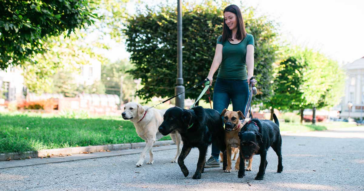 Professional dog walker with four dogs under her control