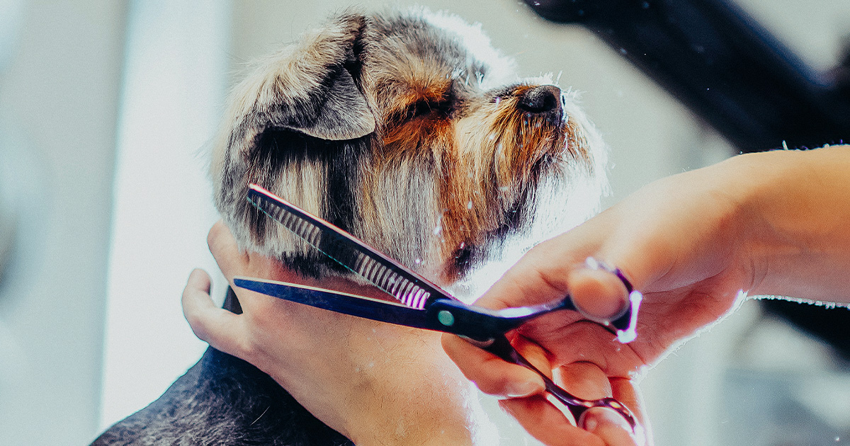 Dog being groomed by an insured pet business owner