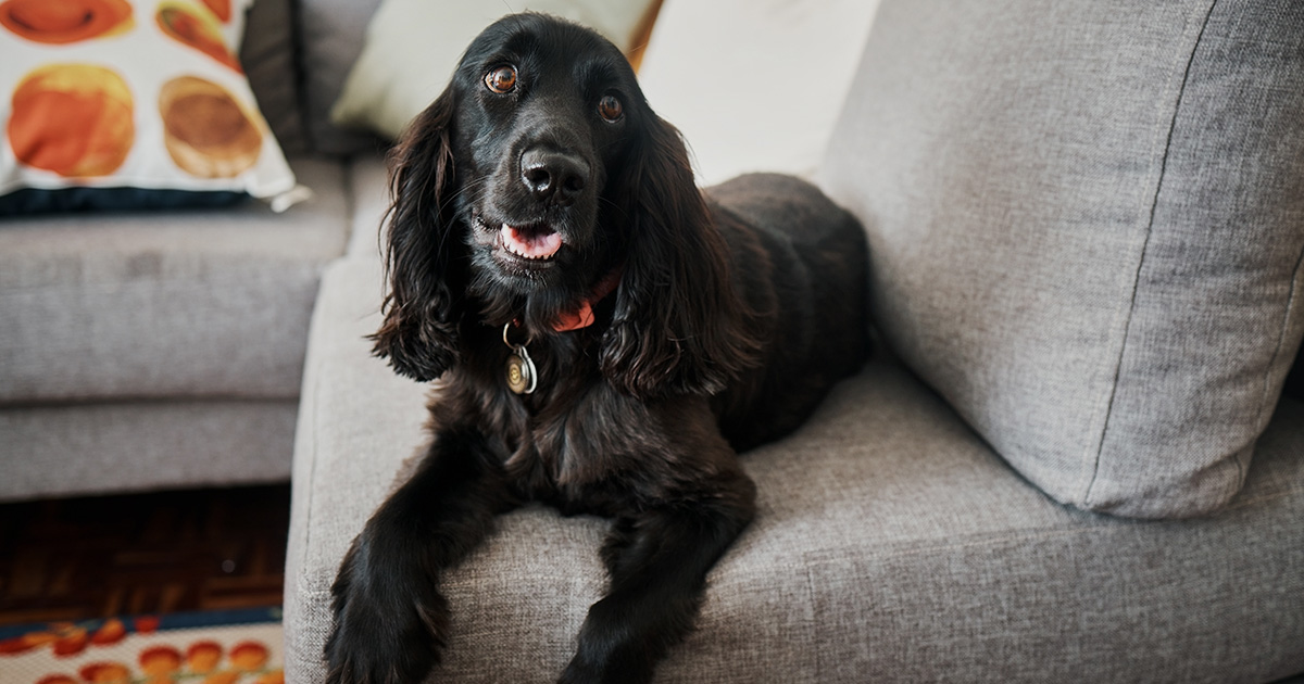 Dog resting on sofa covered by personal possessions insurance