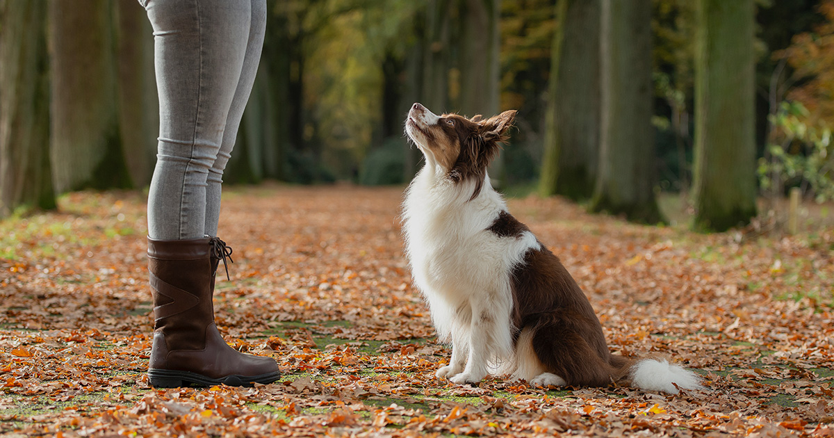 Dog awaiting a reward from dog trainer