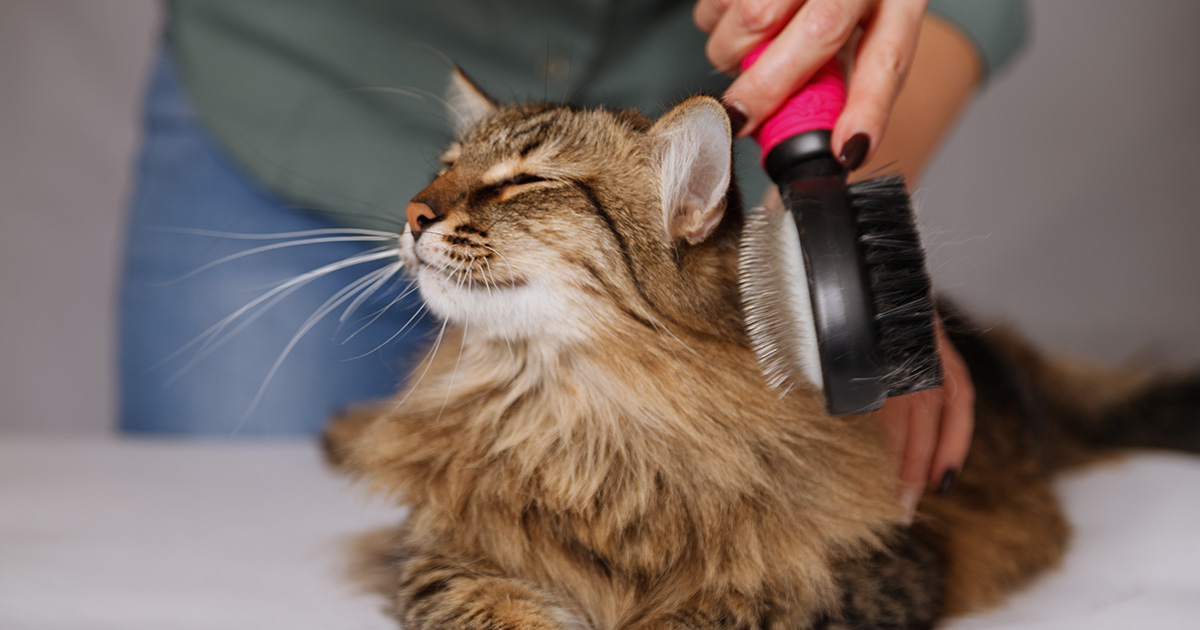 Long-haired cat being groomed by pet business owner