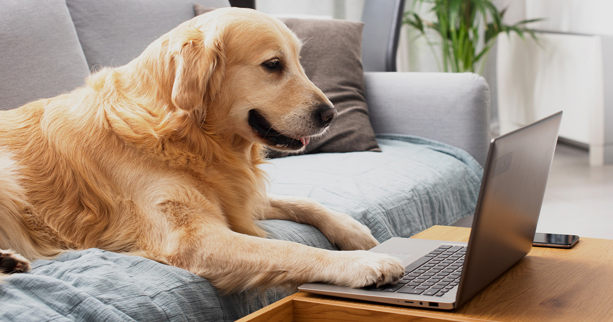 dog working on a laptop