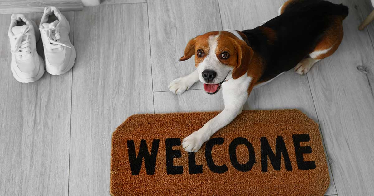 Dog welcoming pet sitter at door to client’s property