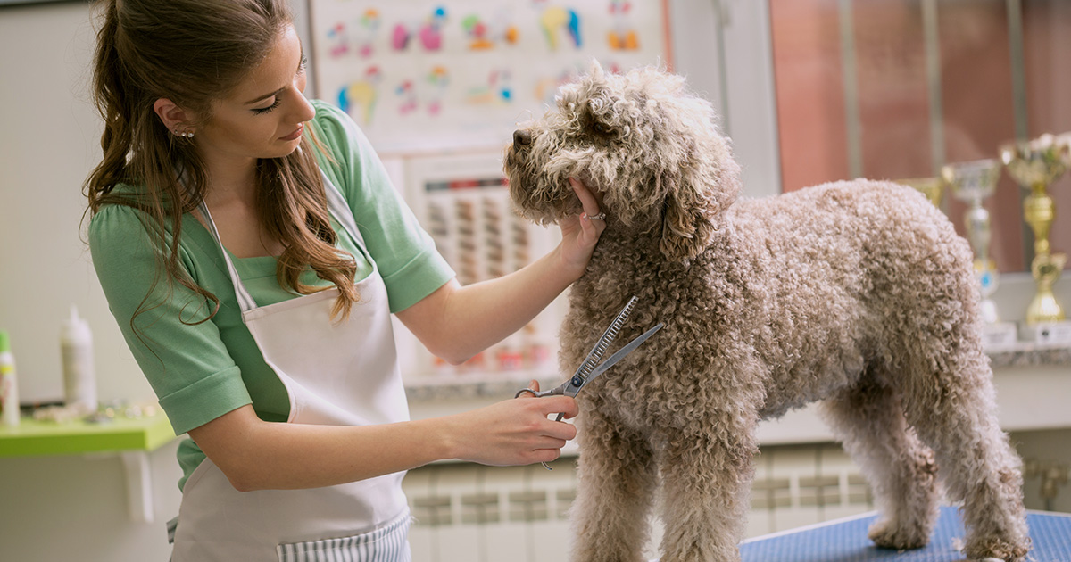 Large dog having coat trimmed with scissors by dog groomer 