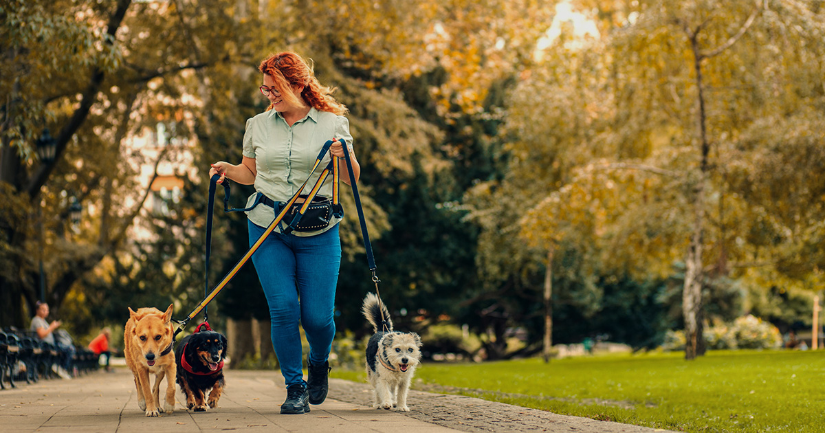 Professional dog walker with three dogs on leads