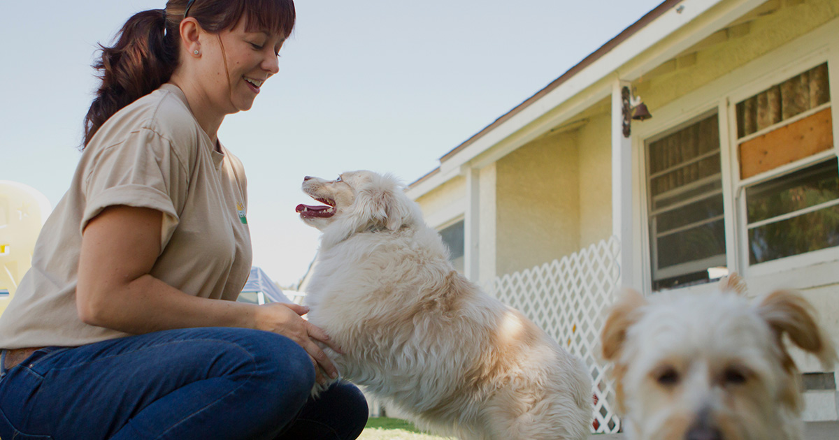 Dog sitter meeting client’s dogs in back garden 