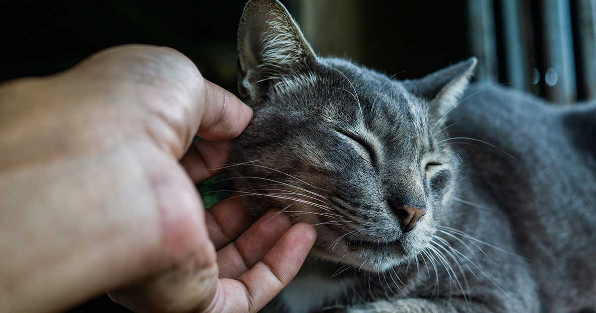 Cat being stroked by owner