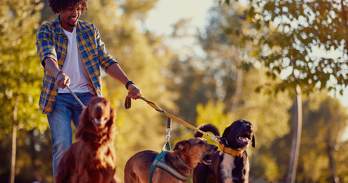 Dog walker out on a walk with multiple dogs 