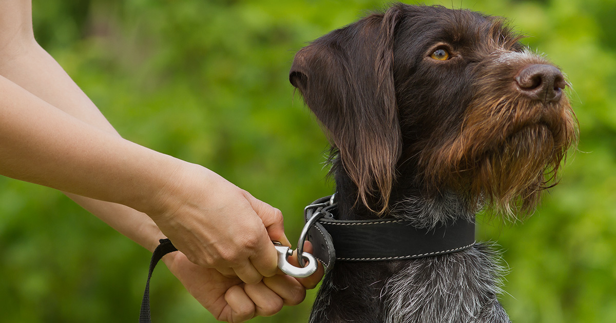 Dog walker attaching a lead to a dog’s collar