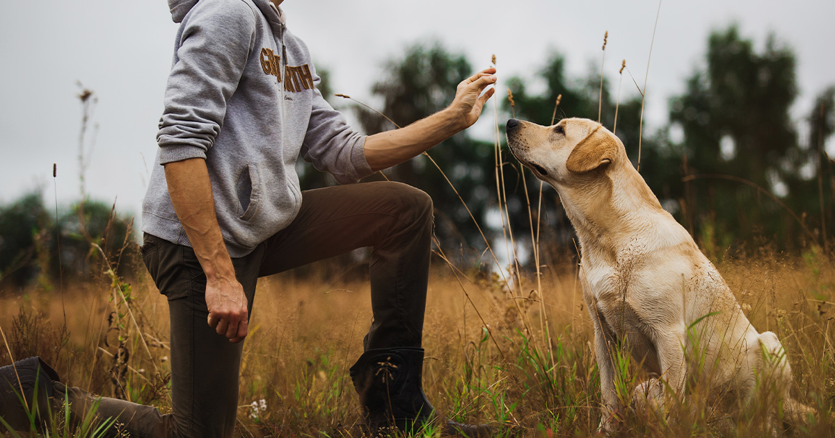 Image of person training dog/dog sitting on command