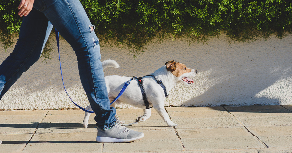 Professional dog walker with small dog on lead