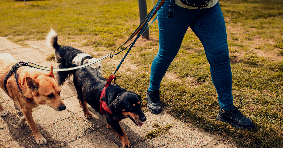 Dogs on walk with professional dog walker