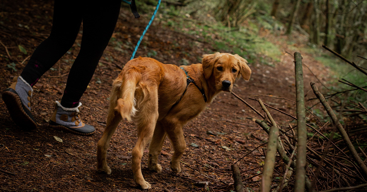 Dog being walked by dog walker along forest path