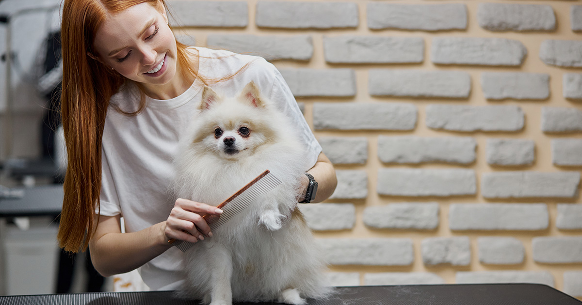 : Dog getting groomed at a pet grooming shop