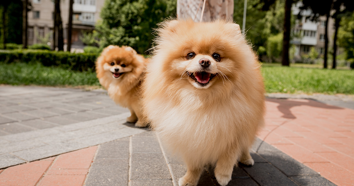 Image of dog/s on a walk in a park