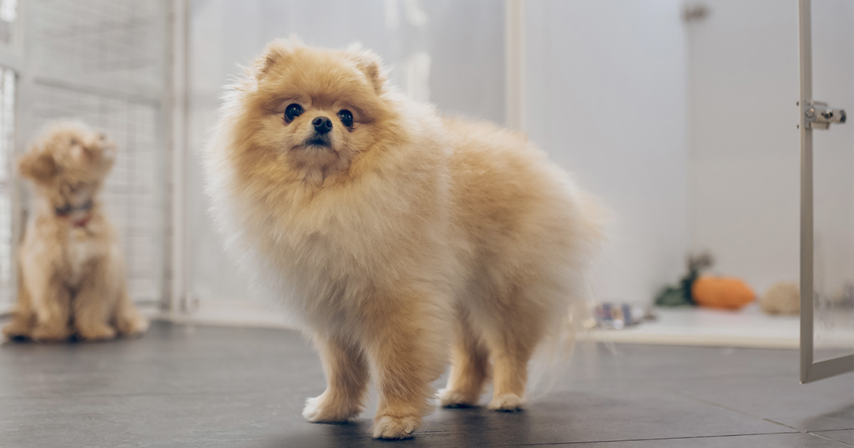 Inside luxury dog kennel