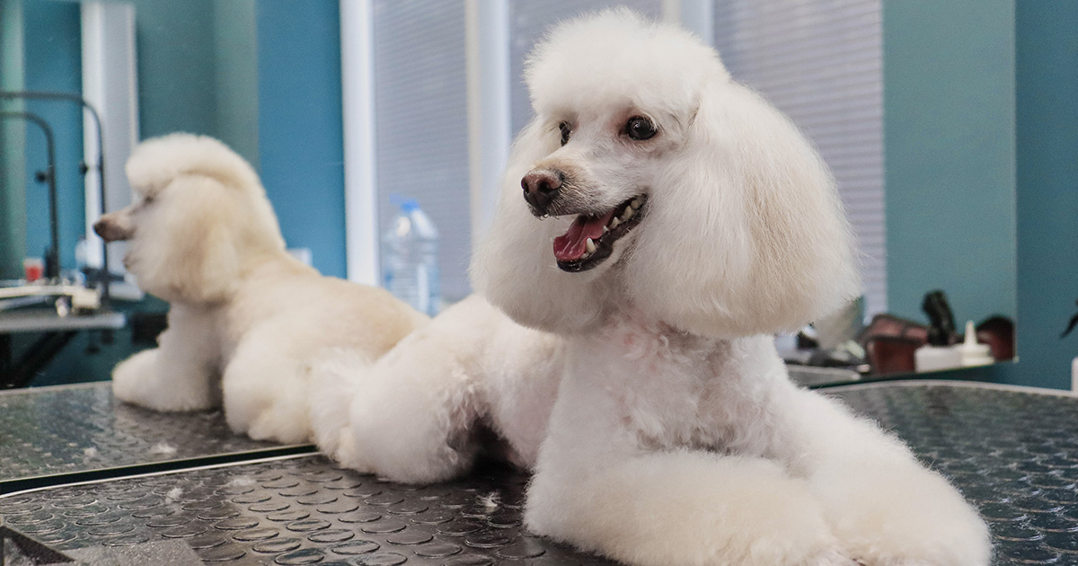 Poodle awaiting dog grooming session in grooming parlour
