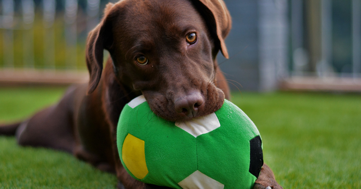 dogs playing at day care facility