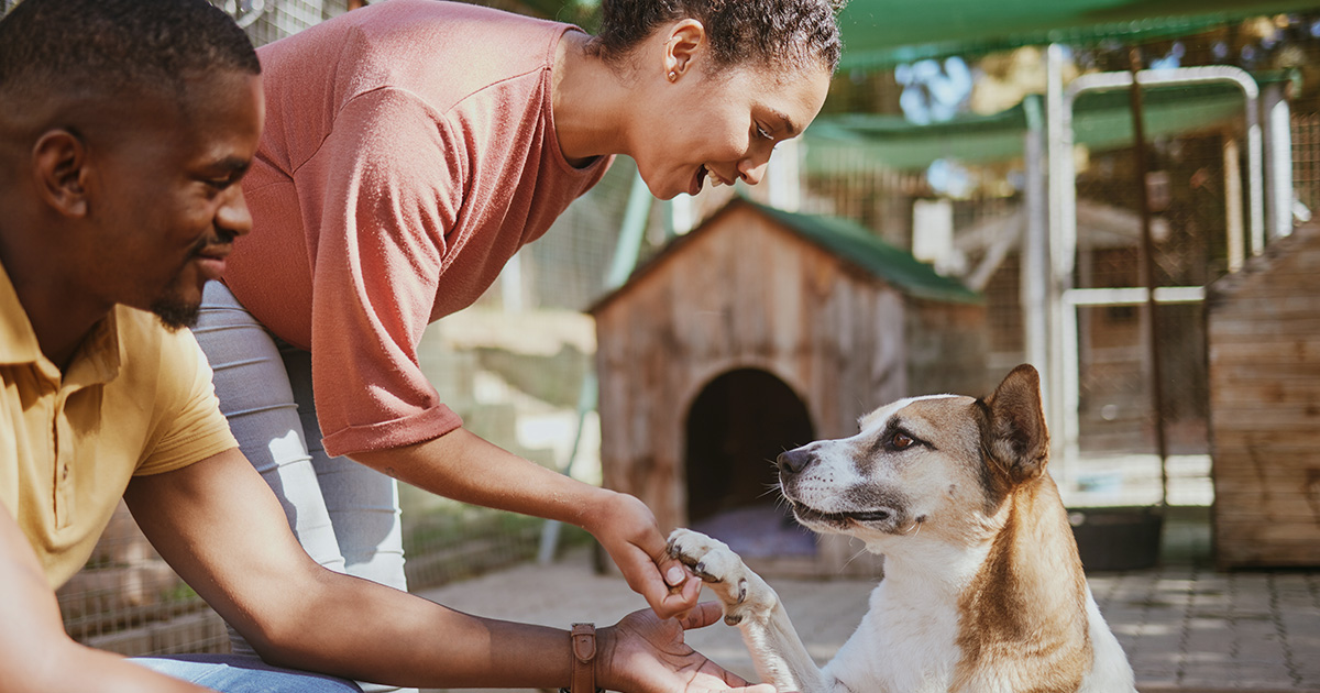 Couple reunited with their dog at boarding kennels