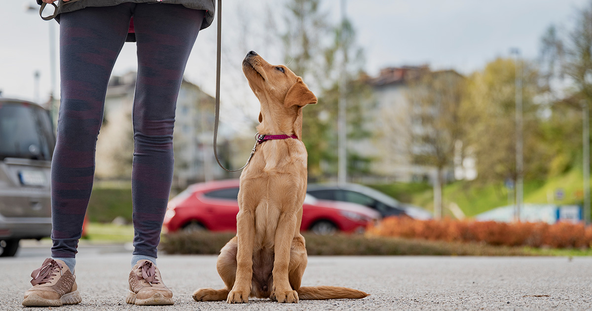 Dog on lead looking up at dog walker