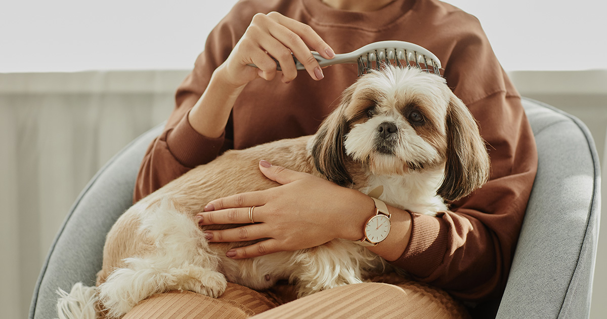 Dog sitter holding small dog while brushing fur