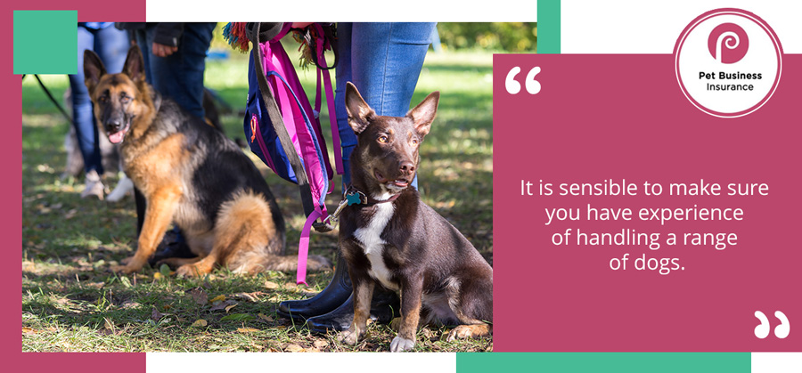 Dogs of different breeds handled by dog walkers