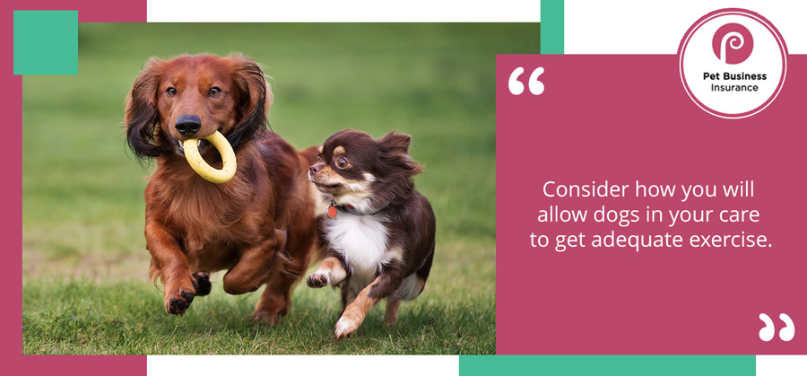 Two small dogs playing in pet sitter’s garden