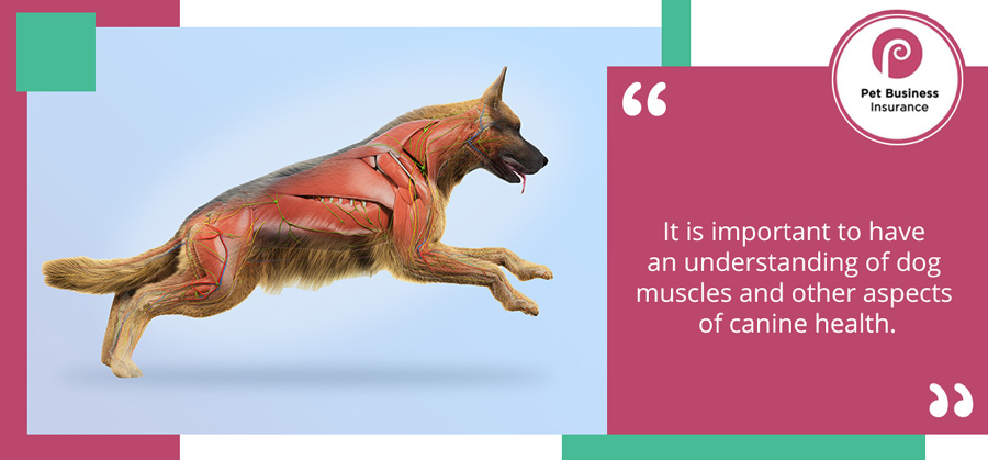 Illustrated overlay of canine musculoskeletal system, used when researching how to become a dog massage therapist