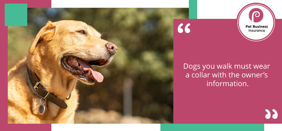 Dog in public wearing collar with owner’s information, which is one of the rules for dog walkers