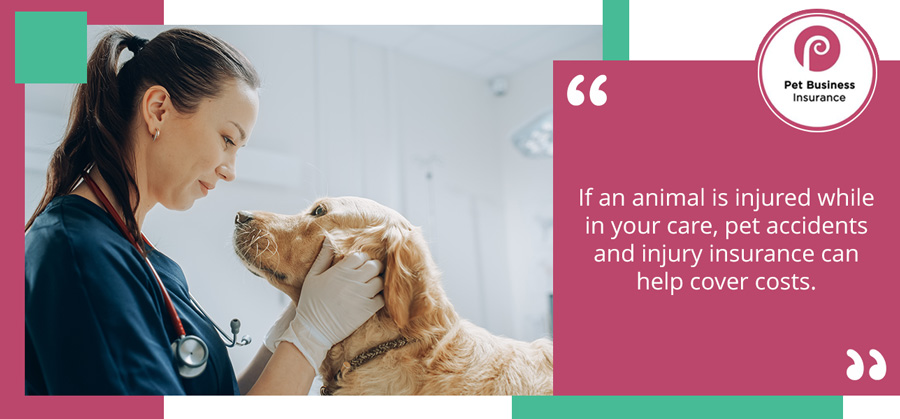 Vet examining a dog’s face