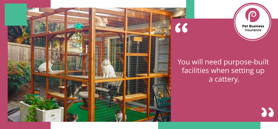 Cats in outdoor pen, of which the design would be part of learning how to start a cattery