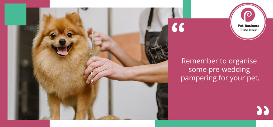 Pomeranian being groomed at a dog grooming parlour