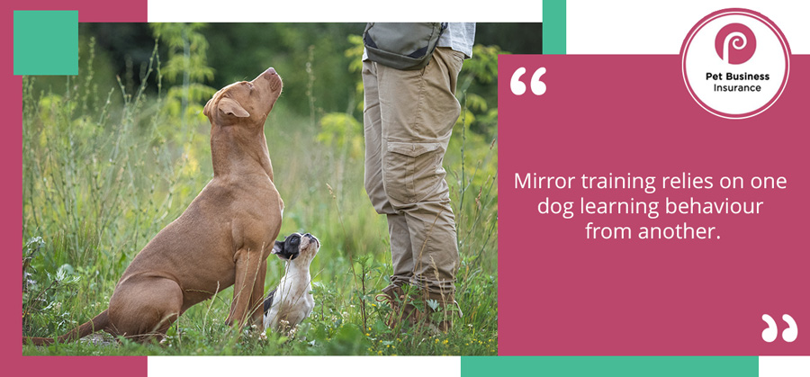 Two dogs involved in mirror training
