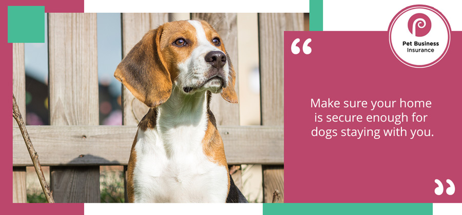 Beagle sat in front of secure garden fence