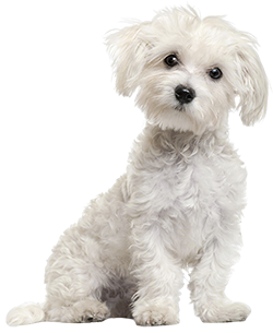 feefo dog mascot