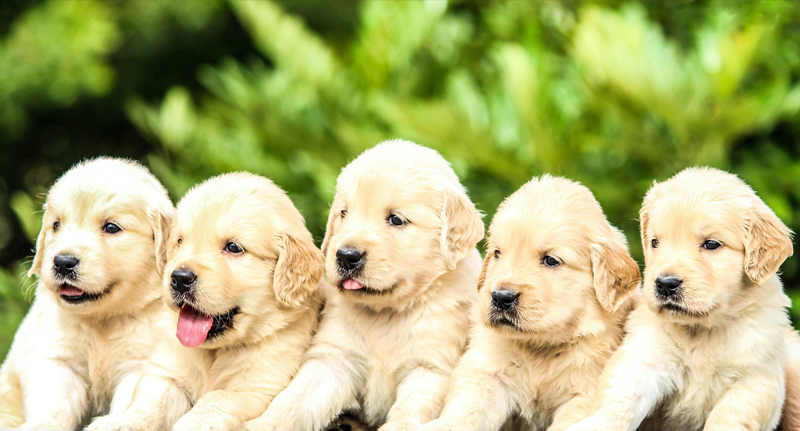 dog breeders insurance
