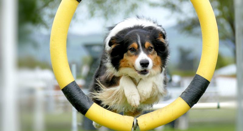 www.petbusinessinsurance.co.uk/img/dog-trainer-insurance.jpg
