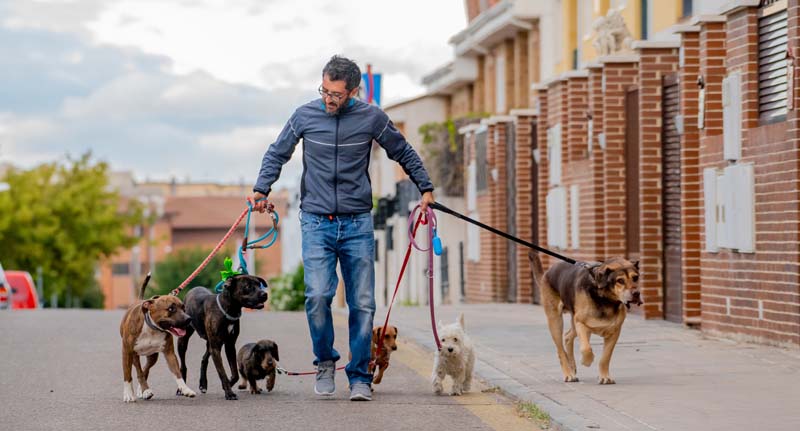 how many dogs can one person walk uk