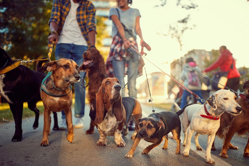 How Much Are Dog Walkers In The Uk? (With Infographic)