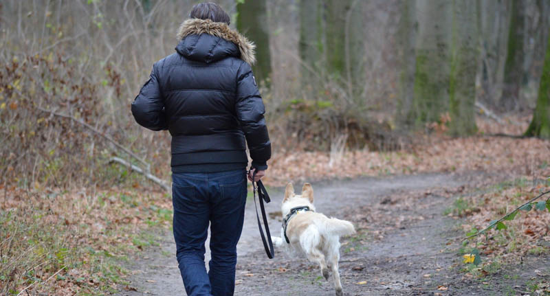 is it a legal requirement to keep a dog on a lead